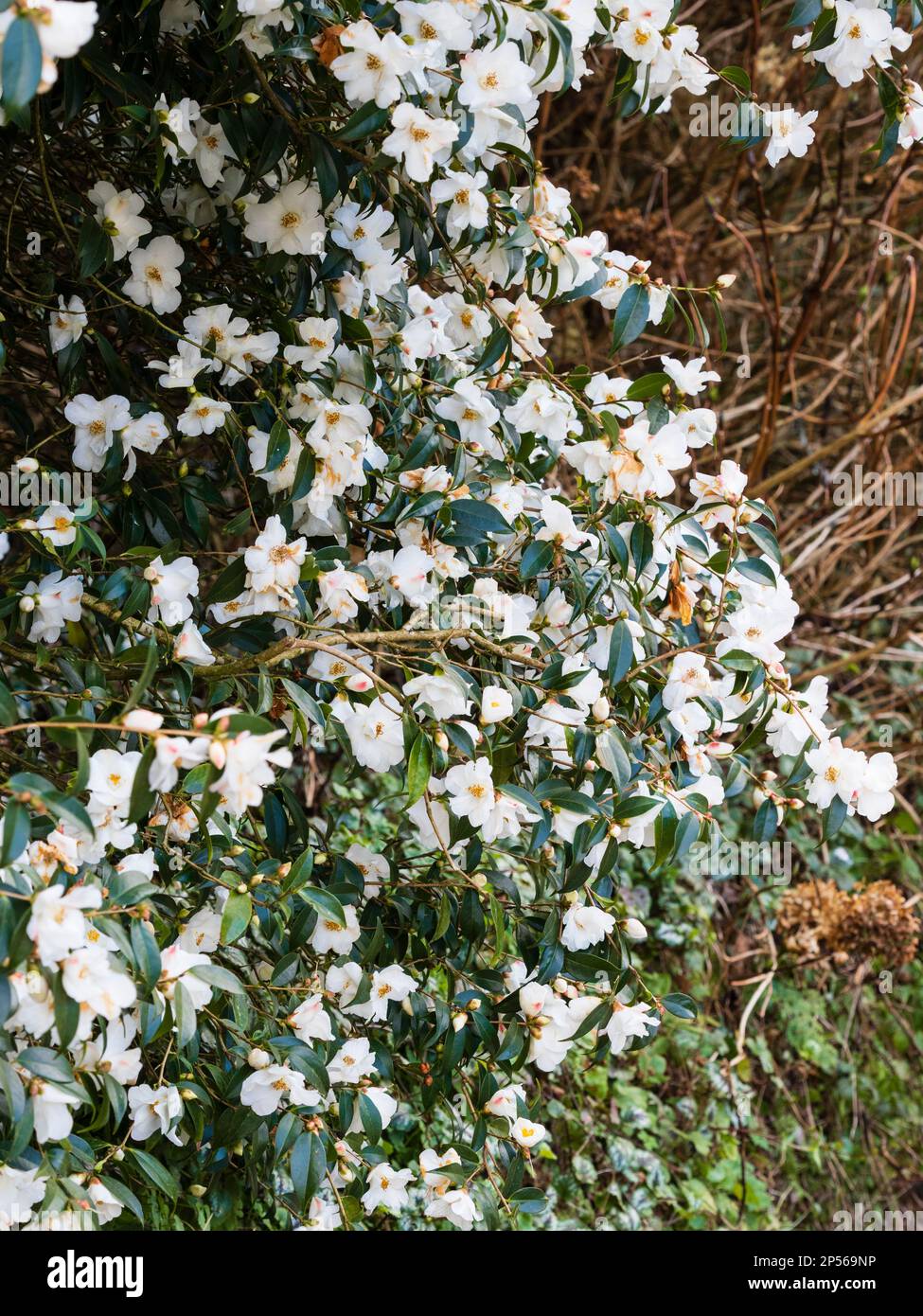 Massierte weiße Blumen der Zierpflanzen, Winter- bis Frühjahrsblüte immergrüne Sträucher, Camellia cuspidata x saluenensis „Cornish Snow“ Stockfoto