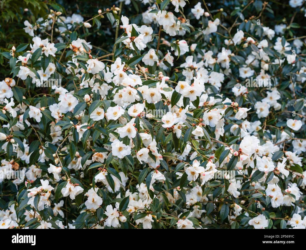 Massierte weiße Blumen der Zierpflanzen, Winter- bis Frühjahrsblüte immergrüne Sträucher, Camellia cuspidata x saluenensis „Cornish Snow“ Stockfoto
