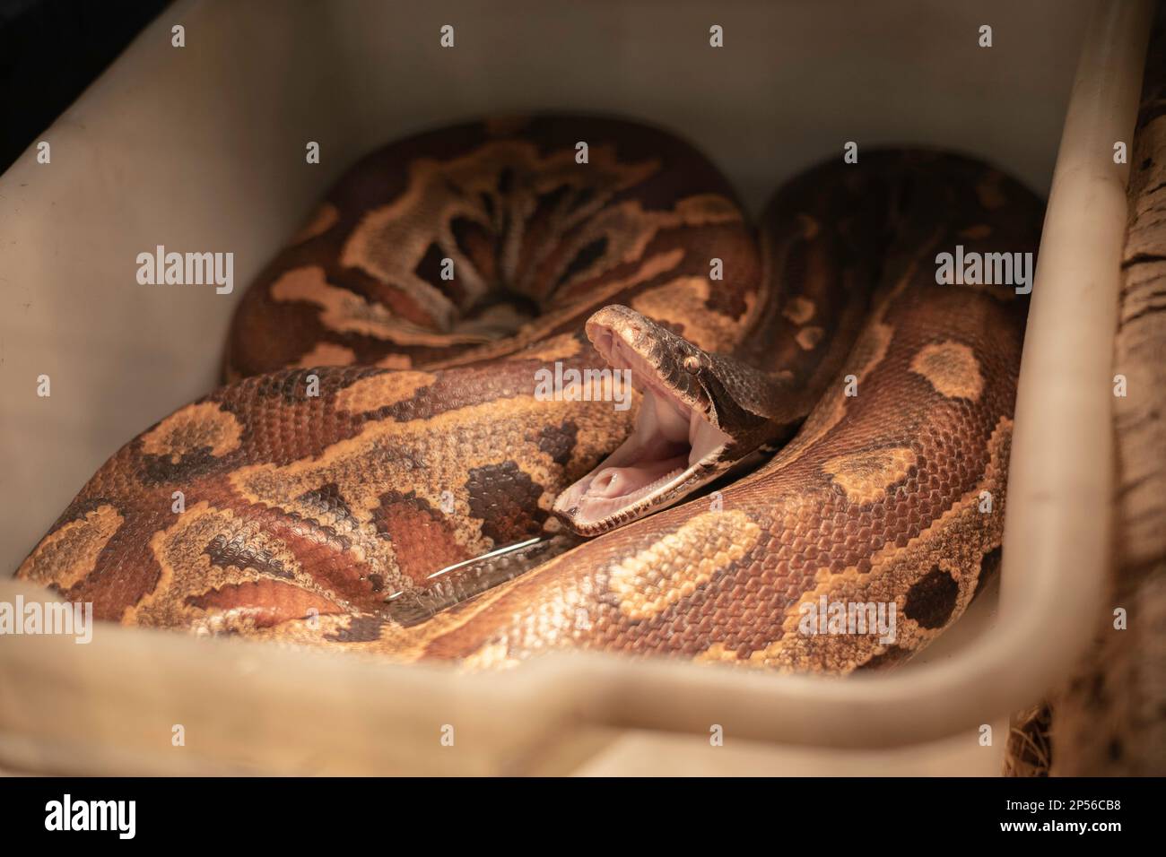 Vernetzte Python gähnt in einem Behälter und offenbart seine Glottis. Stockfoto