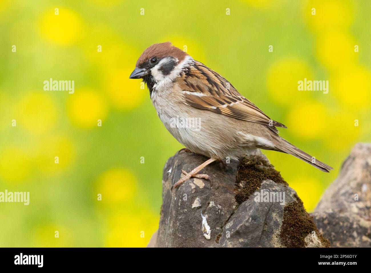 Eurasischer Baumspatz (Passer montanus), Seitenansicht eines Erwachsenen, der auf einem Felsen steht, Kampanien, Italien Stockfoto