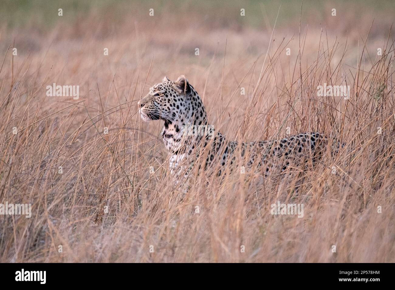 Der Leopard (Panthera pardus) steht im hohen Gras, um von seiner Beute nicht gesehen zu werden. Okavango Delta, Botsuana, Afrika Stockfoto
