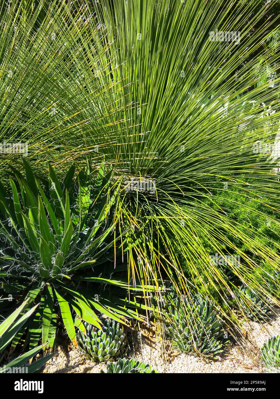 Agave Pflanzen in Dry Garden, Salesforce Park, San Francisco, Kalifornien Stockfoto