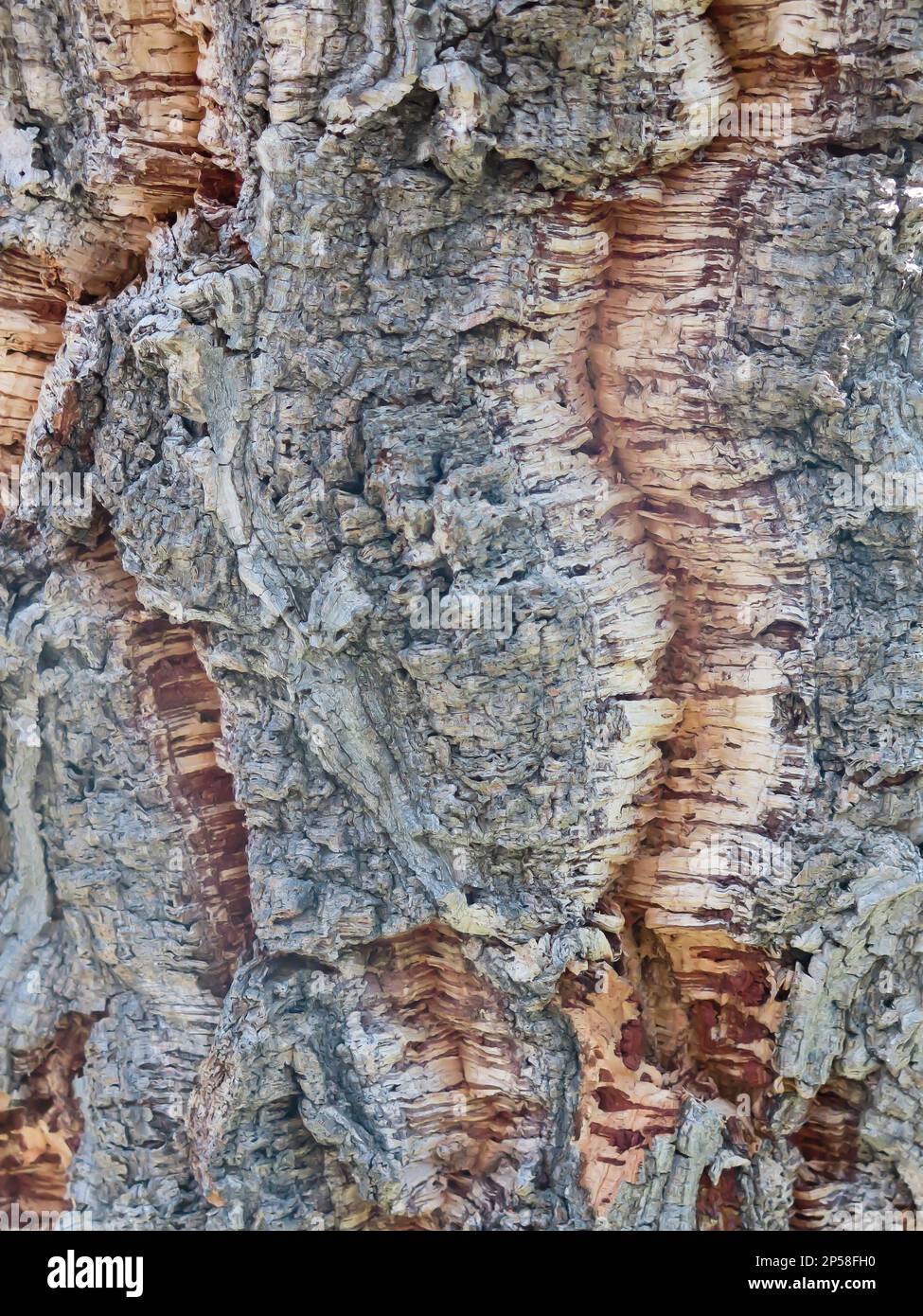 Cork Bark – Nahaufnahme Stockfoto