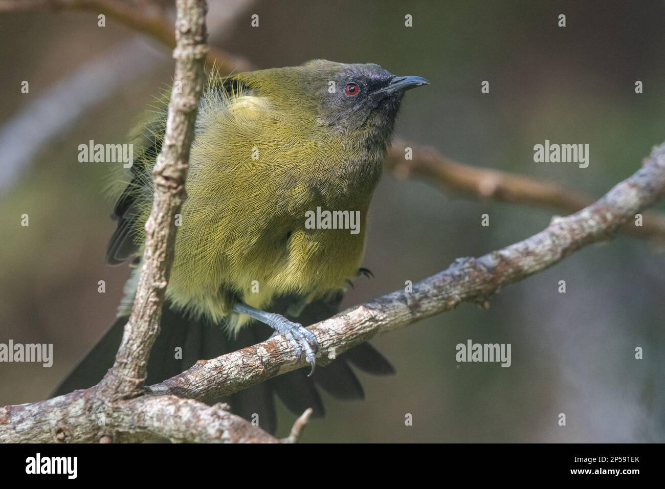 Neuseeländischer Bellbird (Anthornis melanura) ein endemischer Passerinvogel von Aotearoa. Stockfoto