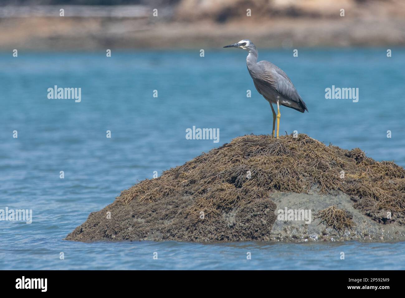 Egretta novaehollandiae von der Insel Waiheke bei Auckland, Aotearoa Neuseeland. Stockfoto