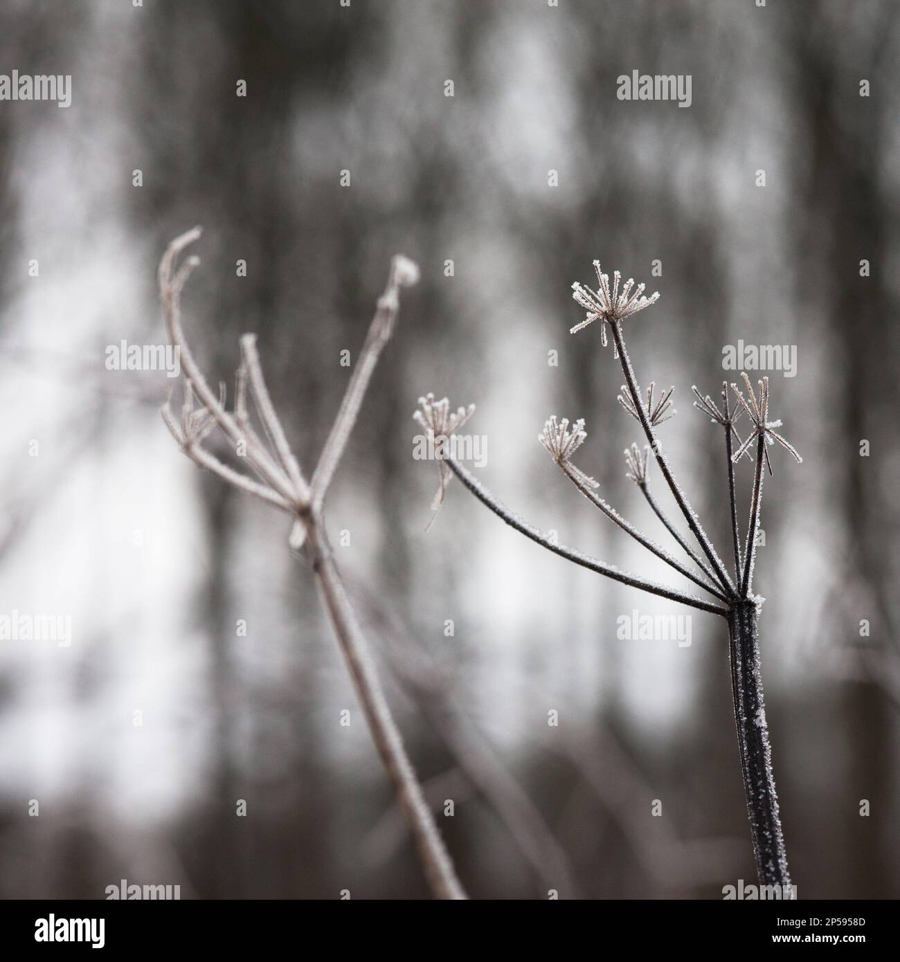 Gefrorene KuhPetersilie Umbelliferous Oumbels vor winterlichen Landschaften gefrorene Pflanzen und Bäume im Welton bei Brough East Yorkshire UK Stockfoto
