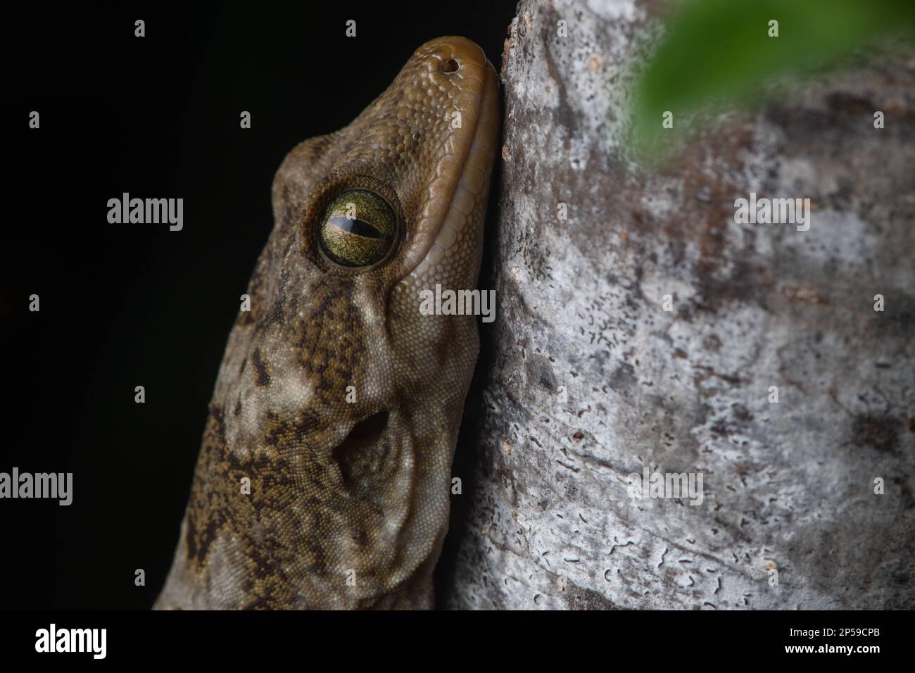 Nördlicher Duvaucels Gecko, Hoplodactylus duvaucelii, Neuseelands größte Gecko-Art. Diese Eidechsen sind auf raubfreien Inseln zu finden. Stockfoto