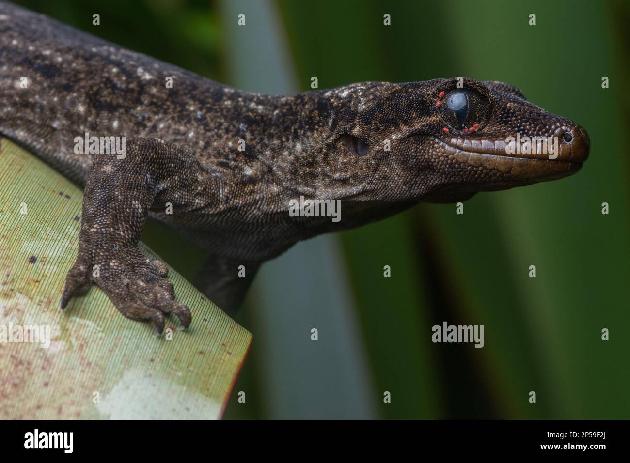 Der nördliche Duvaucels Gecko, Hoplodactylus duvaucelii, mit parasitären Milben um die Augen, die Parasiten sind wahrscheinlich Geckobia naultina. Stockfoto