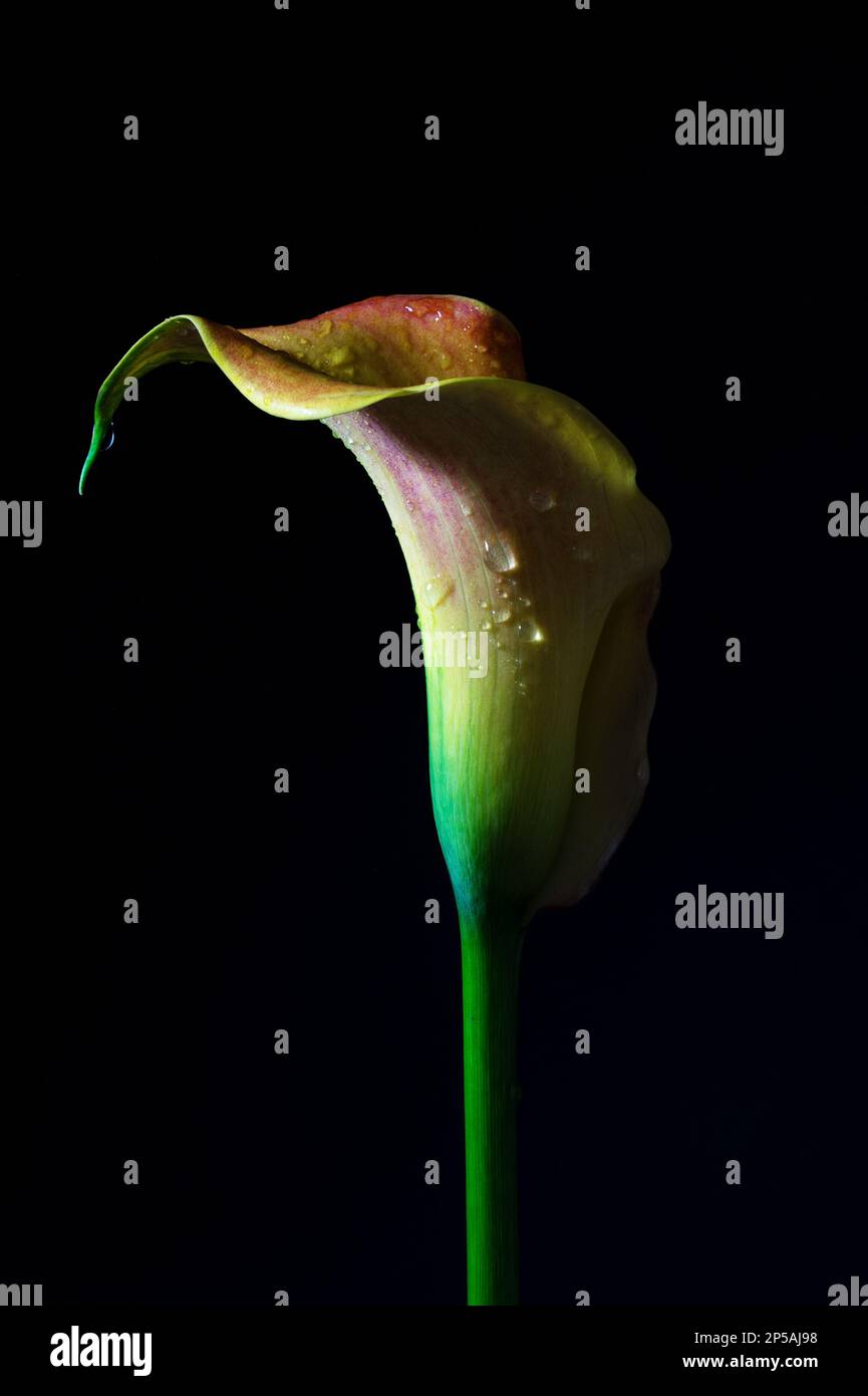 Calla Lily (Zantedeschia) im Dunkeln, skulpturaler Blumenkopf in Grün, Gelb und Rot, der wie ein Trichter mit einigen Wassertropfen auf einem schwarzen Rücken geformt ist Stockfoto