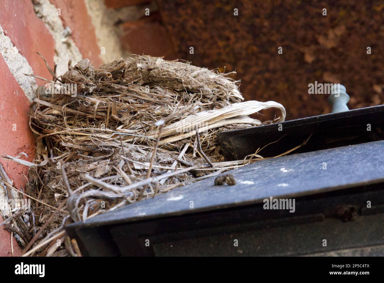 Seitlicher Blick auf Vögel, die auf einer schwarzen Lampe nisten, an der Außenseite eines Hauses. Eine rote Backsteinmauer dient als Kulisse. Stockfoto