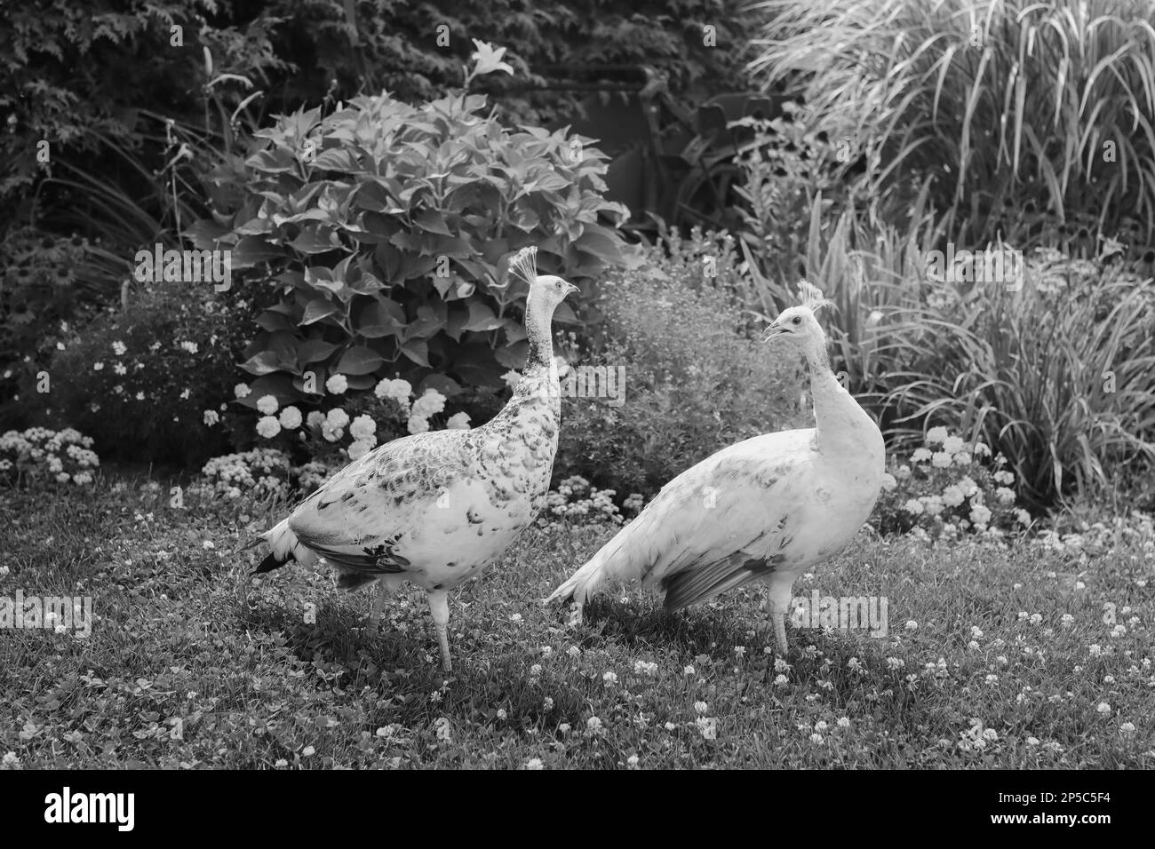 Ruhe auf der Farm Stockfoto