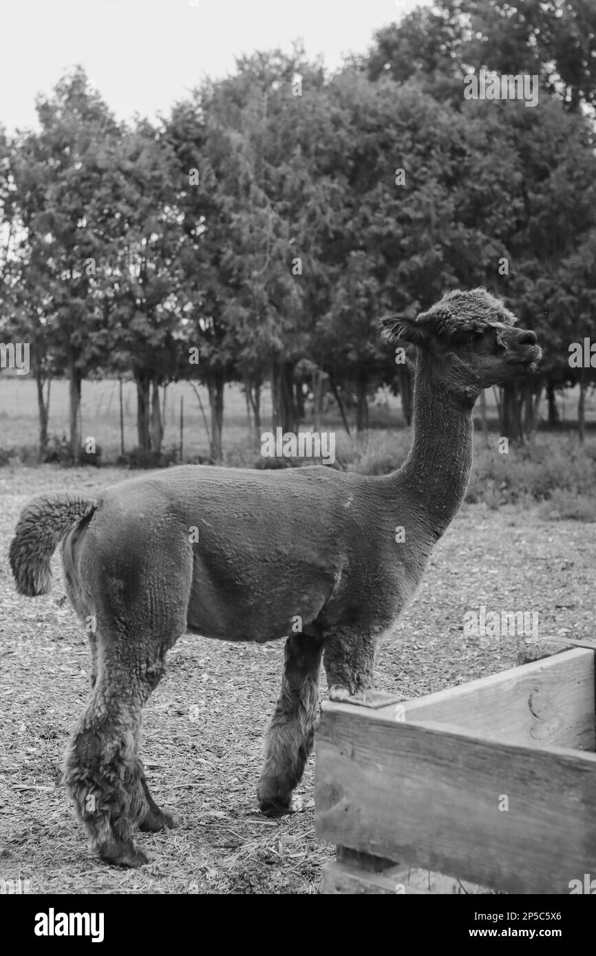 Ruhe auf der Farm Stockfoto