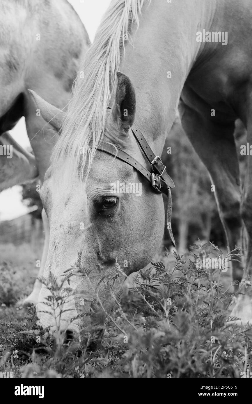 Ruhe auf der Farm Stockfoto