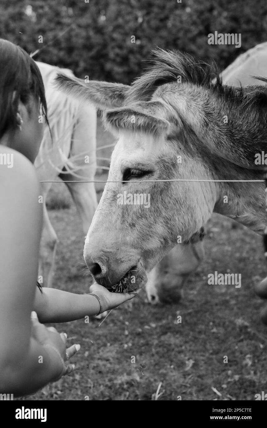 Ruhe auf der Farm Stockfoto