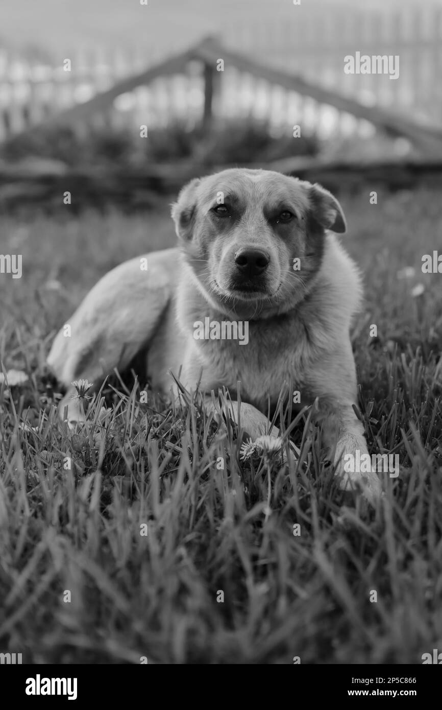 Ruhe auf der Farm Stockfoto