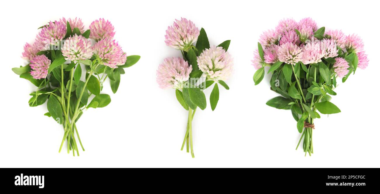 Set mit wunderschönen Kleeblümchen auf weißem Hintergrund, Draufsicht. Bannerdesign Stockfoto