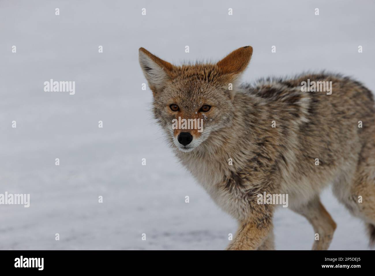 Mammoth Lakes, Kalifornien. 3. März 2023. Im Skigebiet Mammoth Mountain in den Bergen der Sierrra Nevada ist ein Kojote auf der Jagd nach Essen. Stockfoto