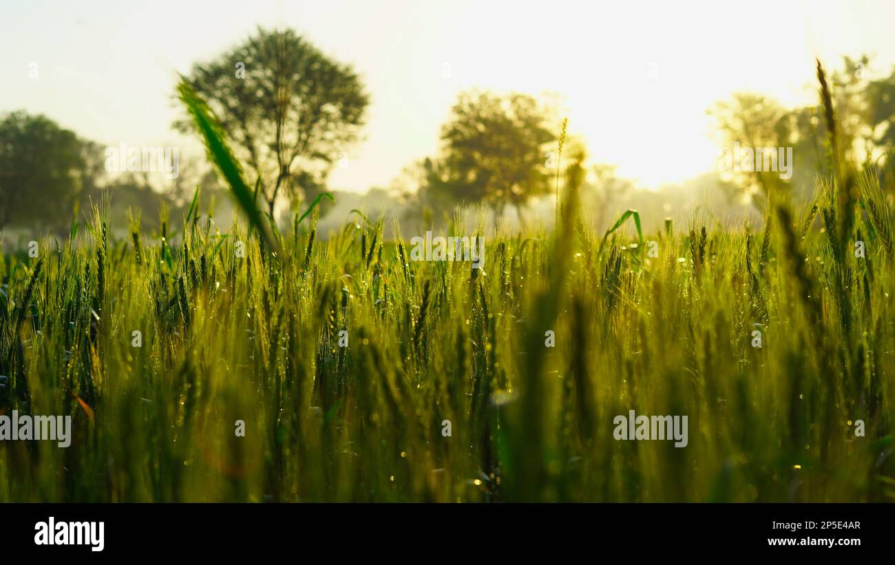 Grünes Weizenfeld mit Tautropfen auf Blättern am Wintermorgen. Die Sonne strahlt über einem reifen Weizenfeld. Querformat. Landkulturkonzept in Rajasthan, I Stockfoto