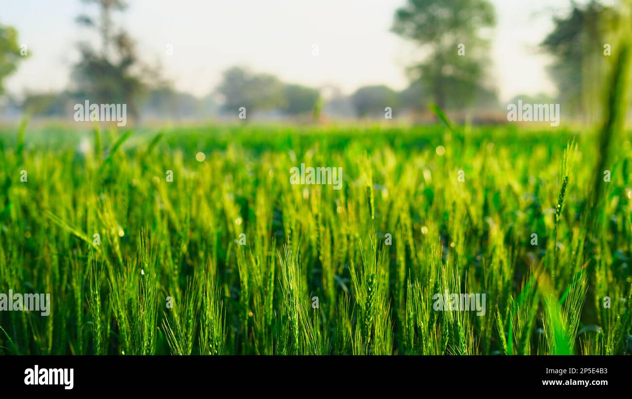 Grünes Weizenfeld mit Tautropfen auf Blättern am Wintermorgen. Die Sonne strahlt über einem reifen Weizenfeld. Querformat. Landkulturkonzept in Rajasthan, I Stockfoto
