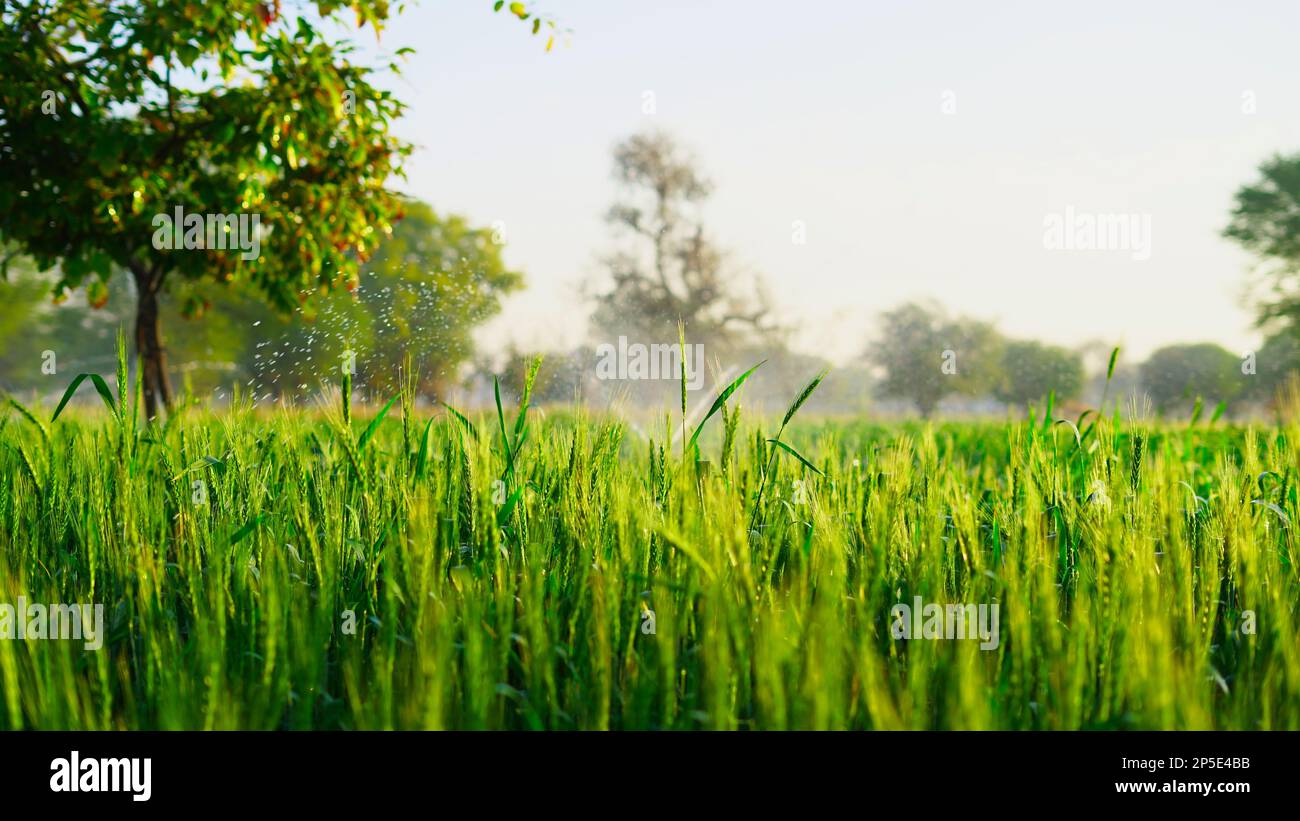 Grünes Weizenfeld mit Tautropfen auf Blättern am Wintermorgen. Die Sonne strahlt über einem reifen Weizenfeld. Querformat. Landkulturkonzept in Rajasthan, I Stockfoto