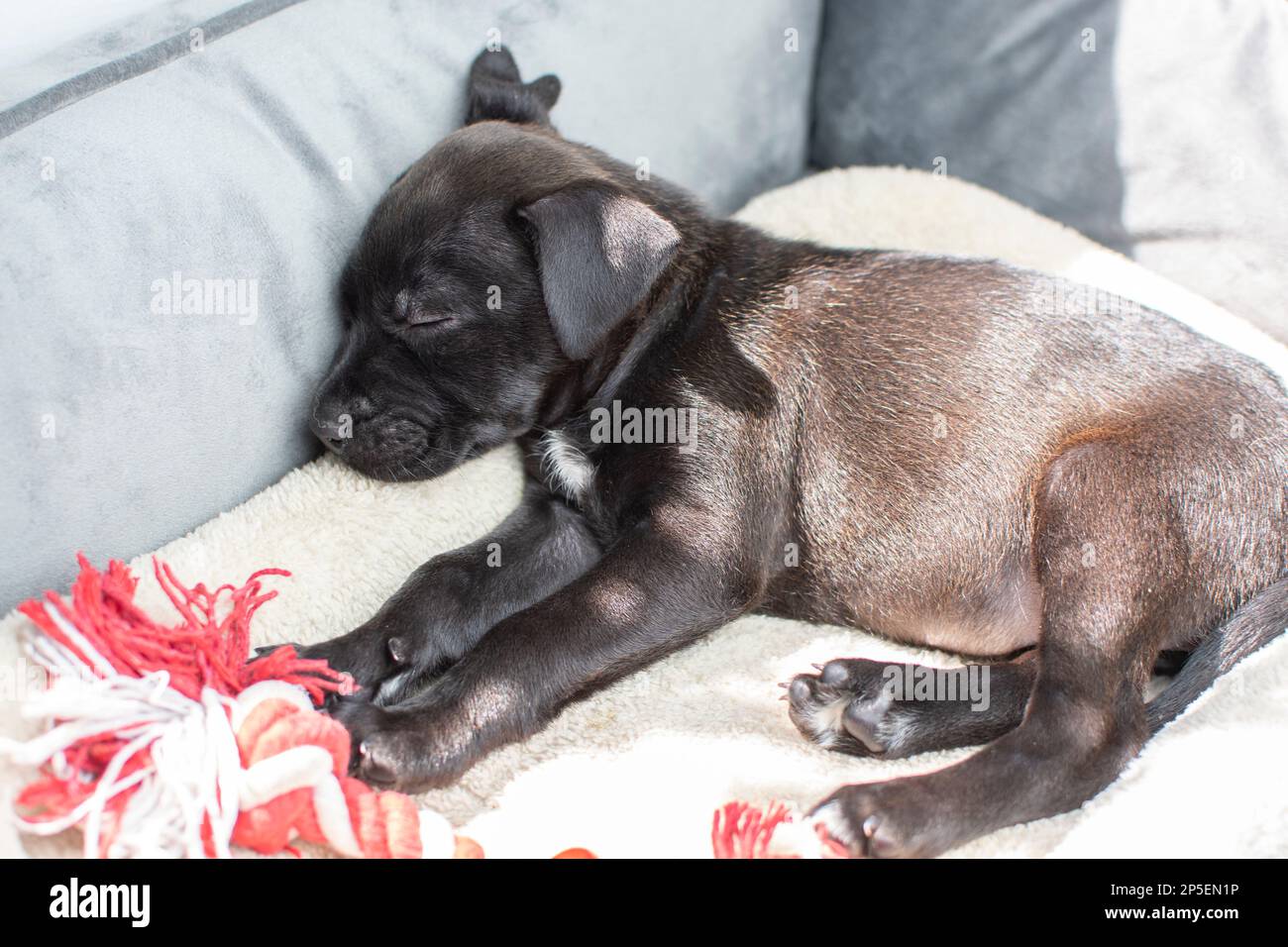 Schlafen im Sonnenlicht-schwarzen labrador-Retriever Stockfoto