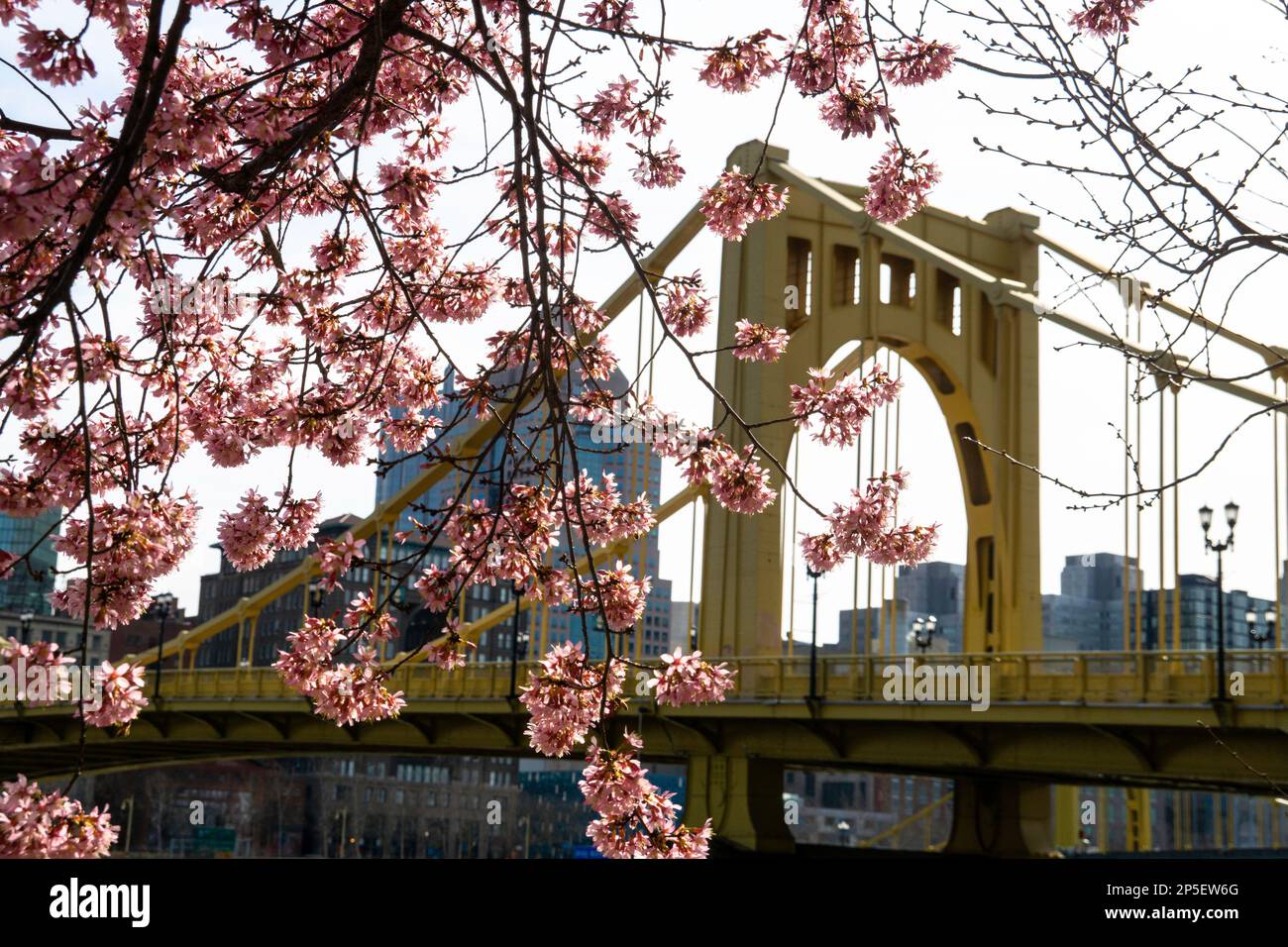 Cherry Blossoms in Pittsburgh 2023 Stockfoto