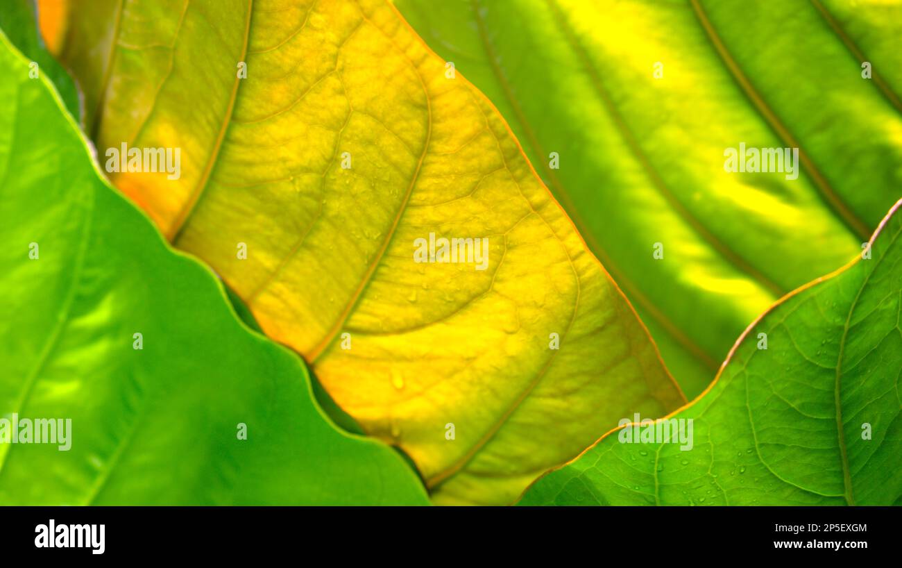 Wunderschöne, natürlich angeordnete Symmetrie und organische Formen von grünen und goldenen Blättern, Pflanzen mit Licht und selektiv weichem Fokus. Stockfoto