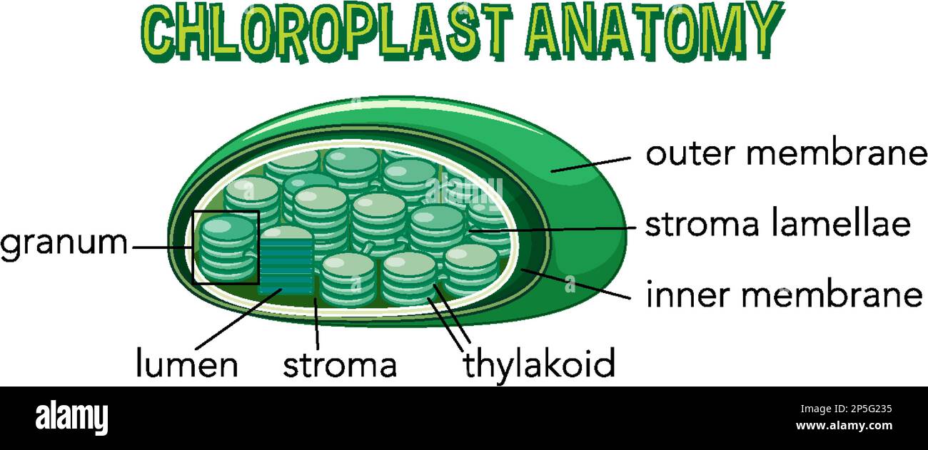 Schaubild zur Chloroplast-Anatomie für die Biologie- und Biowissenschaftsausbildung Stock Vektor