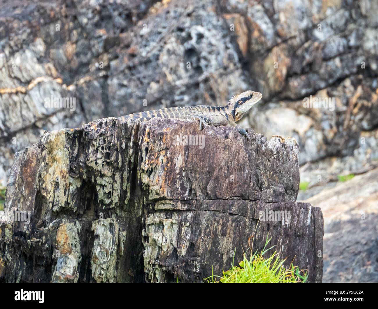 Östliche Wasserdrachen-Eidechse, australisches Reptil Stockfoto