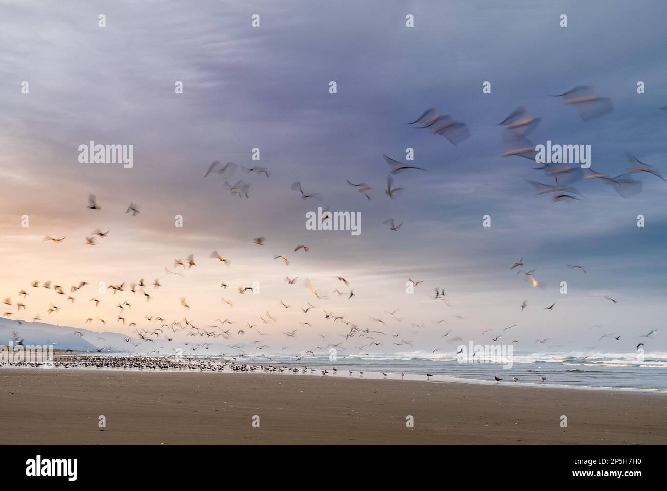 Vögel, die bei Sonnenaufgang am Strand in Manzanita, Oregon, USA fliegen Stockfoto