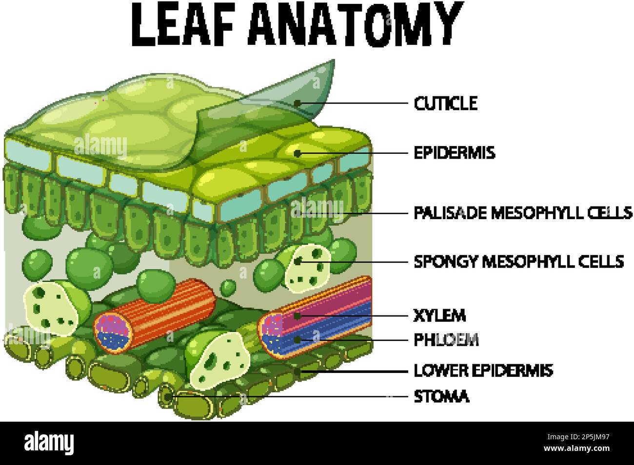 Darstellung des inneren Aufbaus des Blattdiagramms Stock Vektor