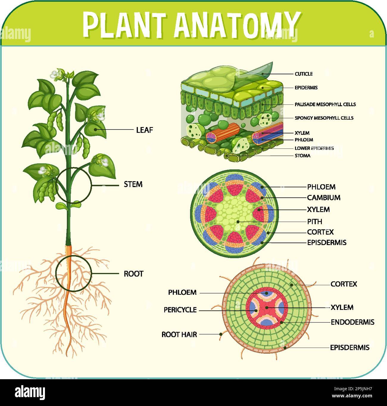 Darstellung des inneren Aufbaus des Blattdiagramms Stock Vektor