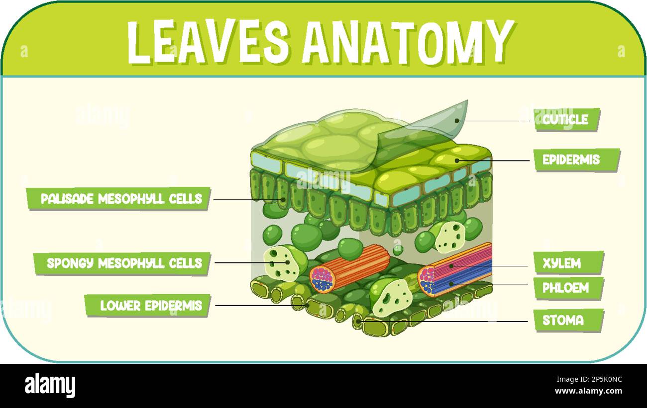 Darstellung des inneren Aufbaus des Blattdiagramms Stock Vektor