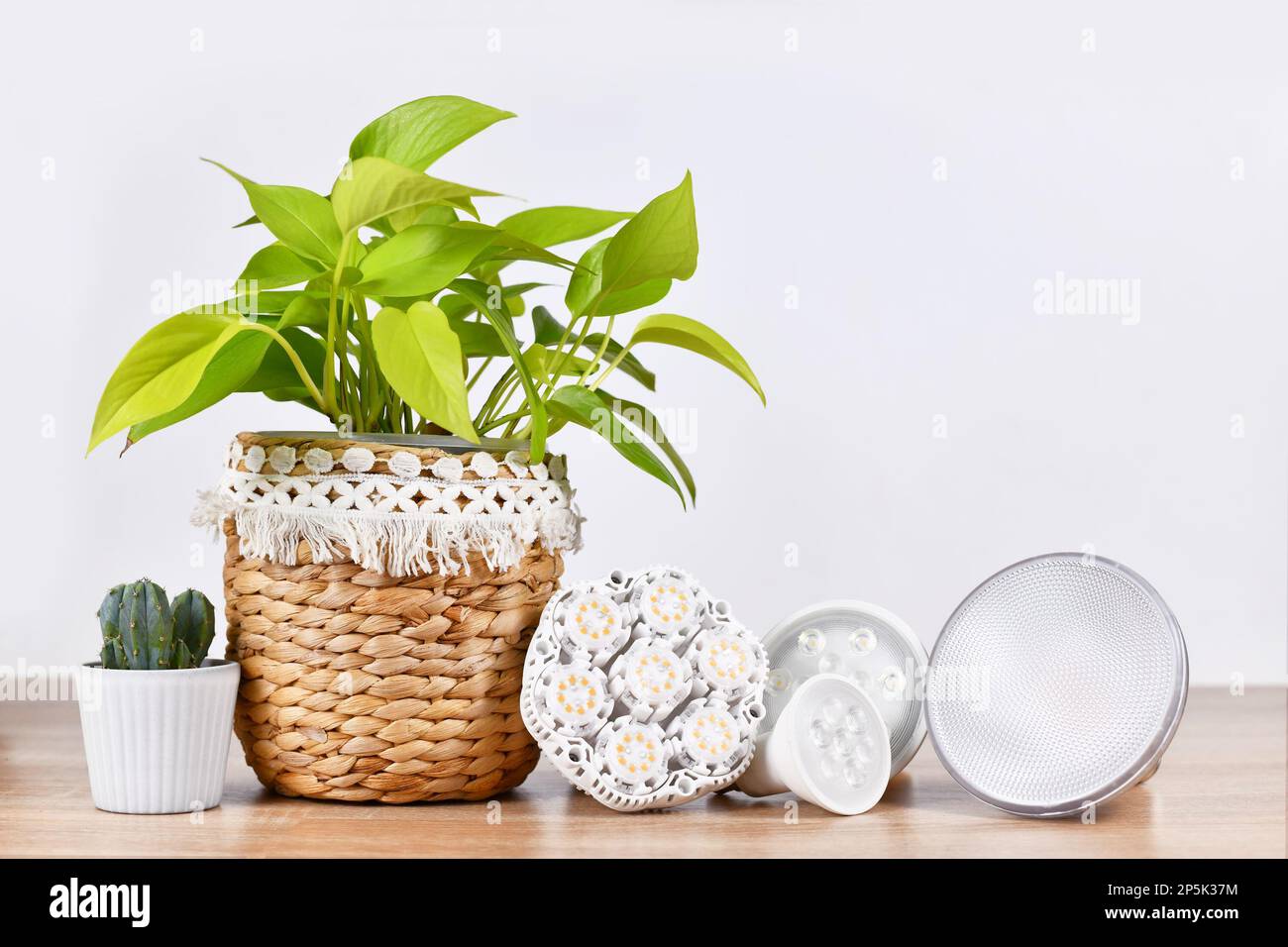 Verschiedene LED-Pflanzen bauen Leuchten für Hauspflanzen an Stockfoto