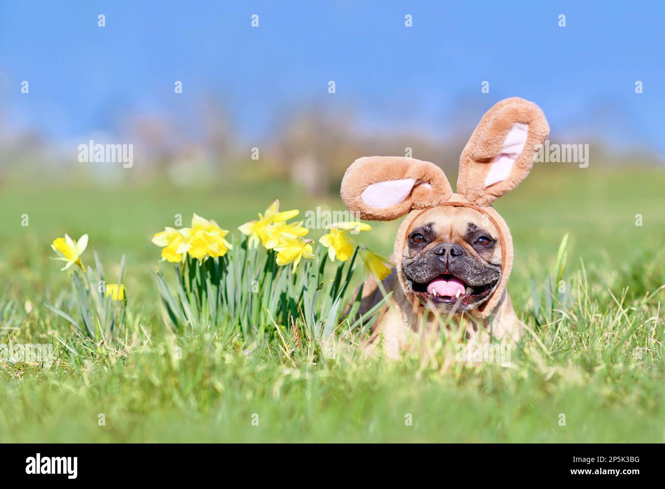 Osterfranzösischer Bulldog mit Kaninchenkostüm-Ohren und Narzissen-Frühlingsblumen Stockfoto