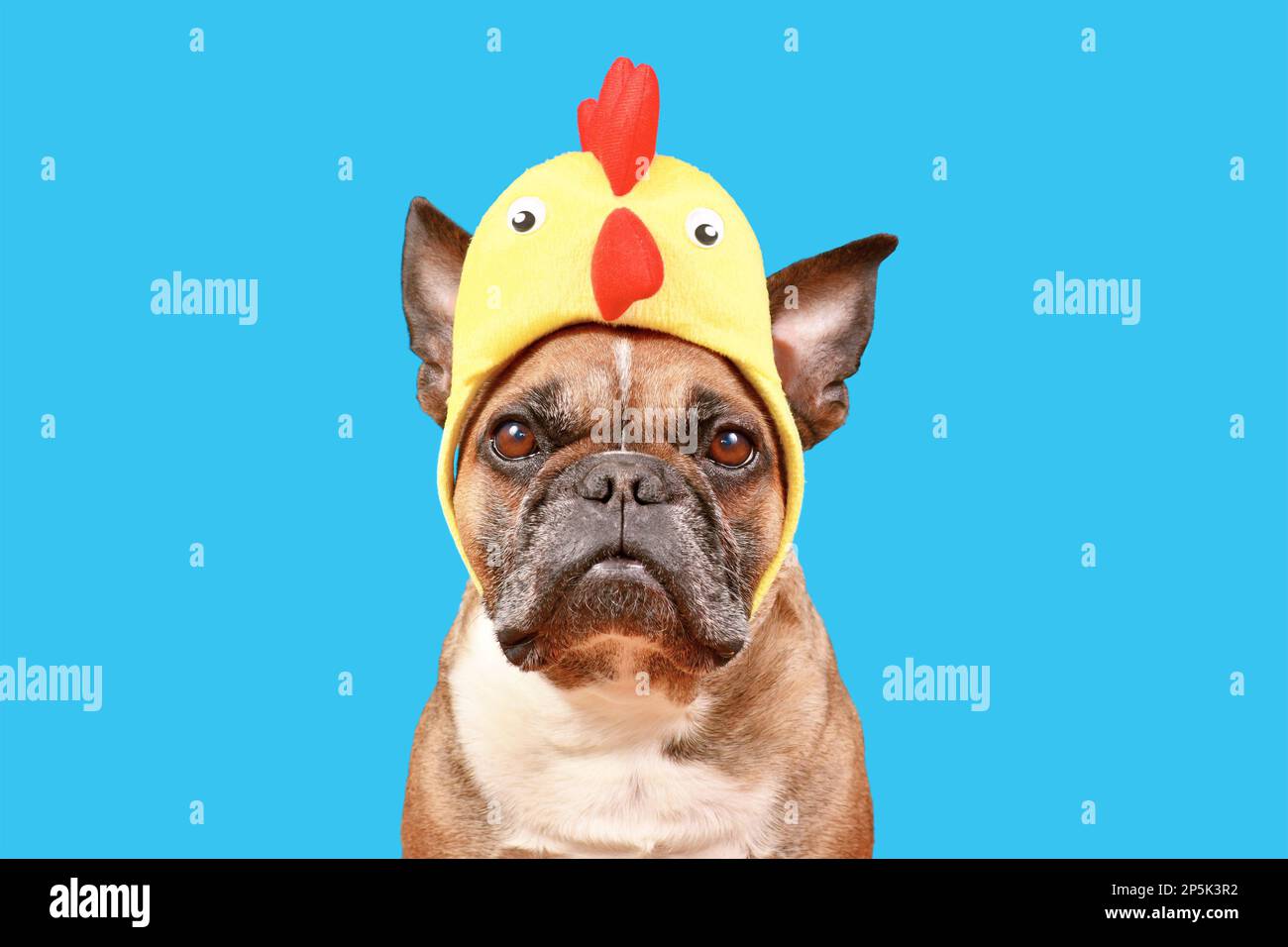 Lustiger französischer Bulldog mit Osterkostüm und Hähnchenhut auf blauem Hintergrund Stockfoto