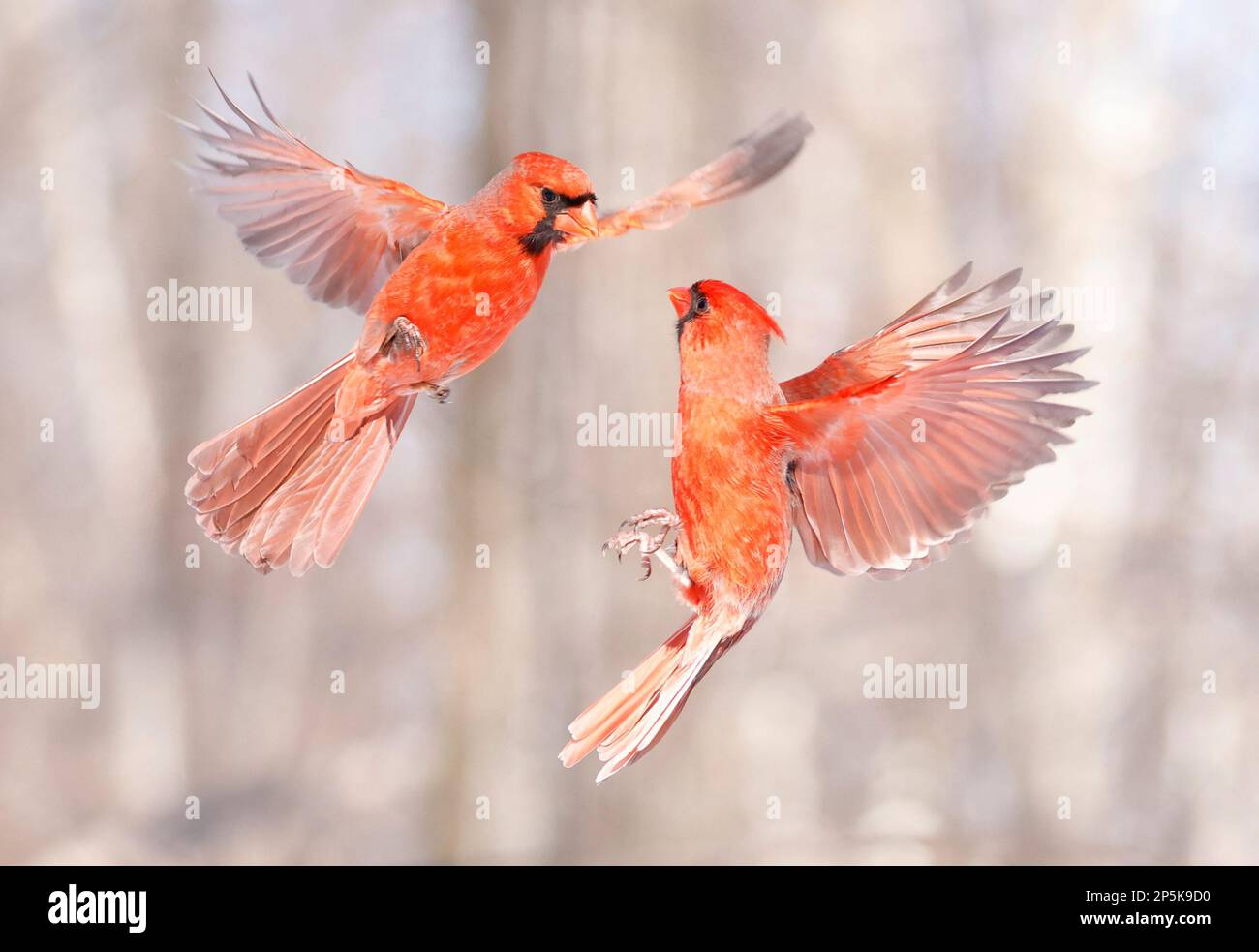 Nördlicher Kardinal Fliegen und kämpfen, Quebec, Kanada Stockfoto