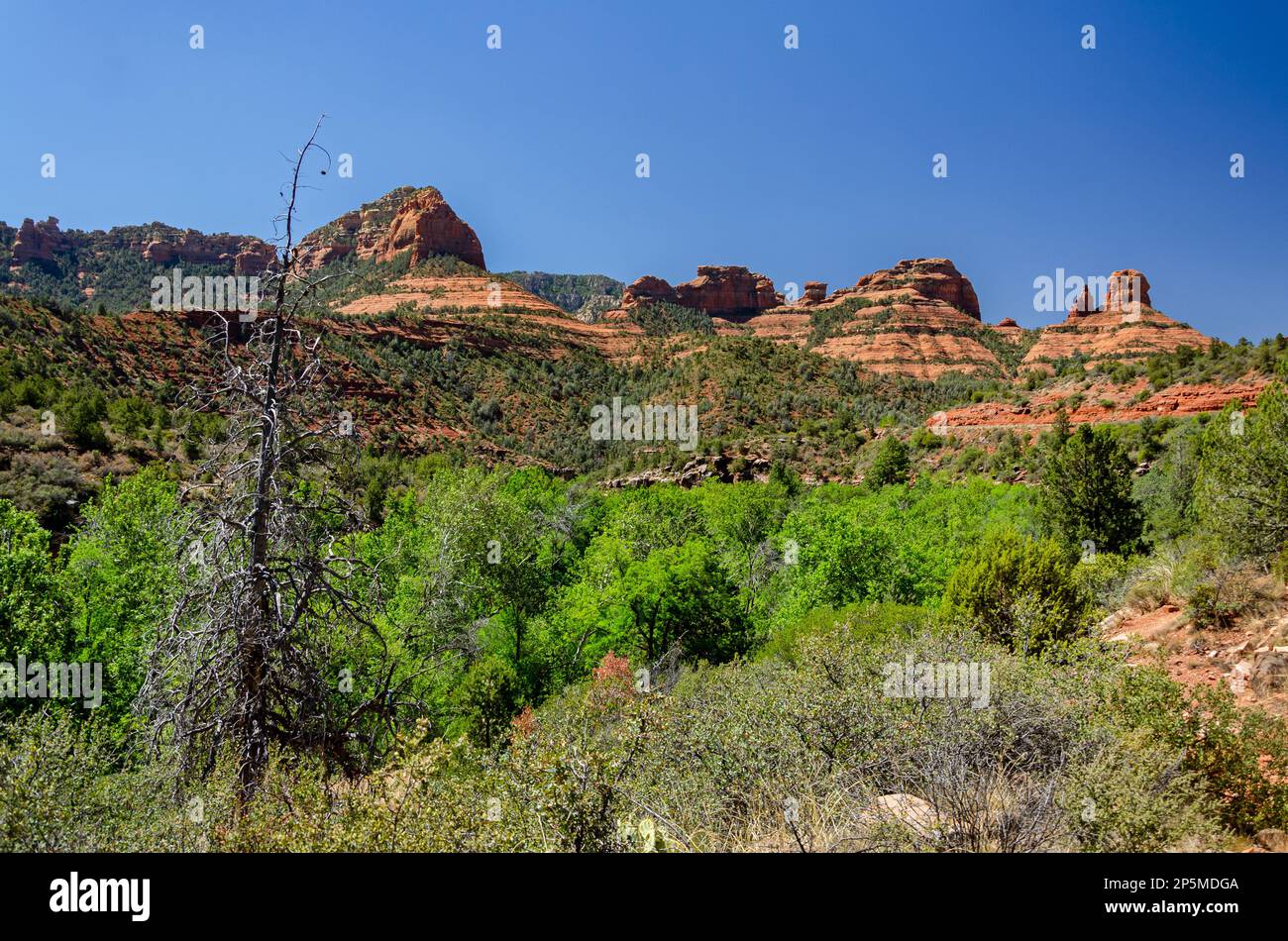 Typische Mesas in der Wüste nahe Sedona in den Vereinigten Staaten Stockfoto