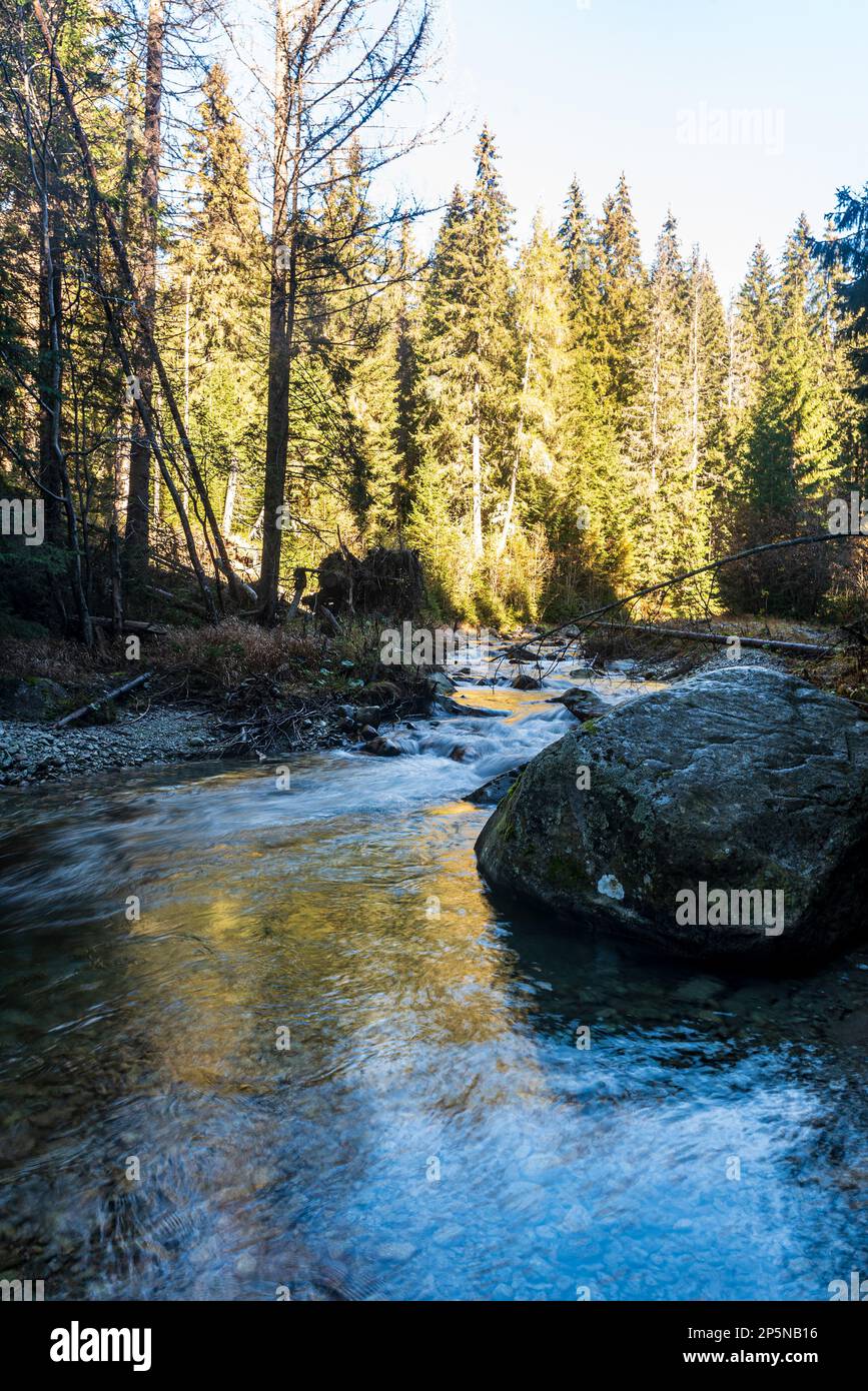 Wilder Bergfluss mit Stromschnellen und Steinen mit Wald im Hintergrund - Bela-Fluss bei Podbanske in den Tatra-Bergen in der Slowakei während der wunderschönen A. Stockfoto