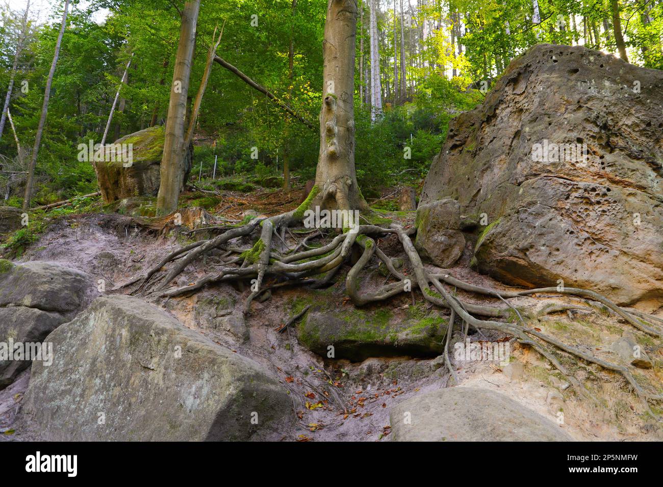 Ein alter Baum mit großen Wurzeln entlang des Wanderwegs zum Prebischtor-Tor, Böhmische Schweiz - Tschechische Republik Stockfoto