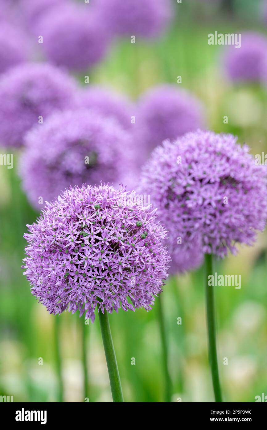 Allium Gladiator, Allium stipitatum Gladiator, Zierzwiebeln, sternförmige lavendelfarbene Blüten in dicht gepackten Kugeln Stockfoto