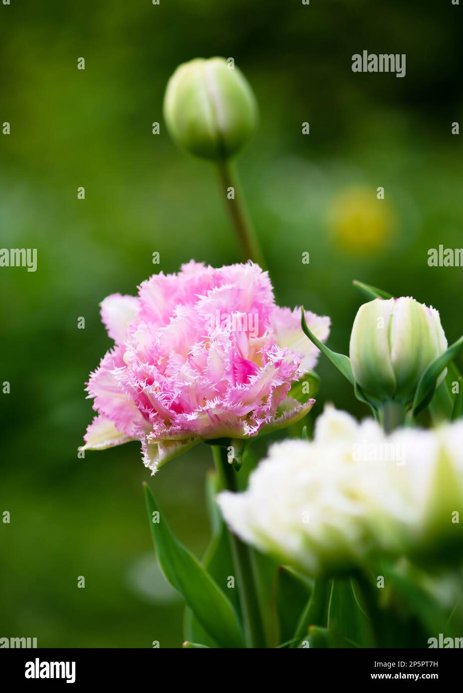 rosa Double Crispa Tulip mit Fransen in silbernem Weiß. Unscharfer Hintergrund. Selektiver Weichzeichner. Bereich Kopieren Stockfoto