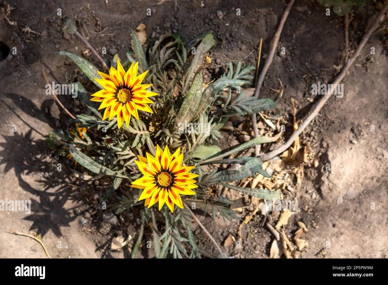 A Gelbe Blüten von Gazania Rigens (Gazania Rigens) Stockfoto