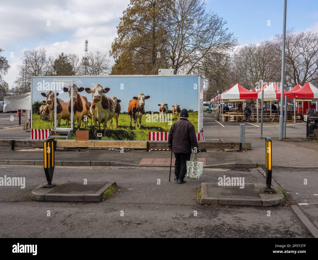 Metzger's Van mit einem Bild von Kühen auf einem Feld, Senior Mann mit einer Einkaufstasche, die davor läuft; Northampton, Großbritannien Stockfoto