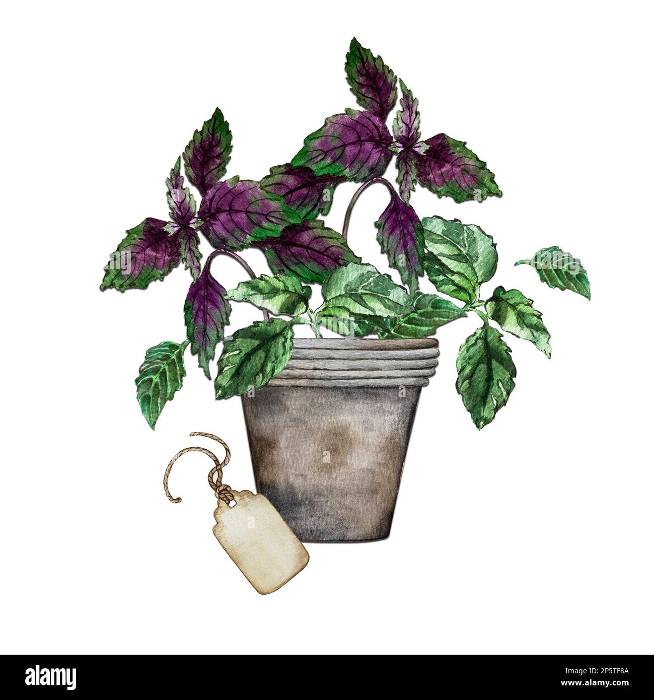 Zusammensetzung von Basilikum, Blumentopf und Tag. Aquarelldarstellung Stockfoto