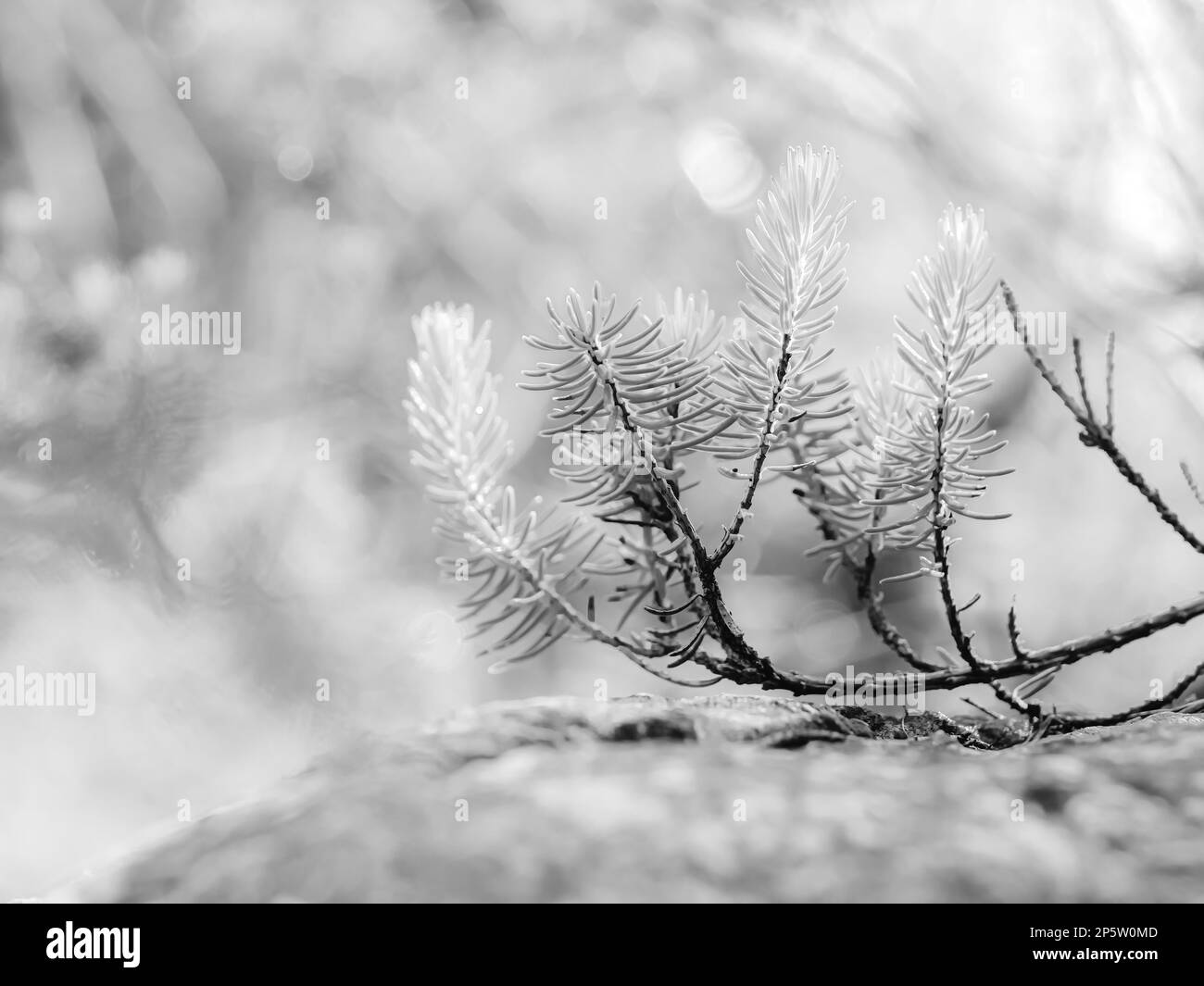 Im Winter gibt es schöne Schneepflanzen Stockfoto