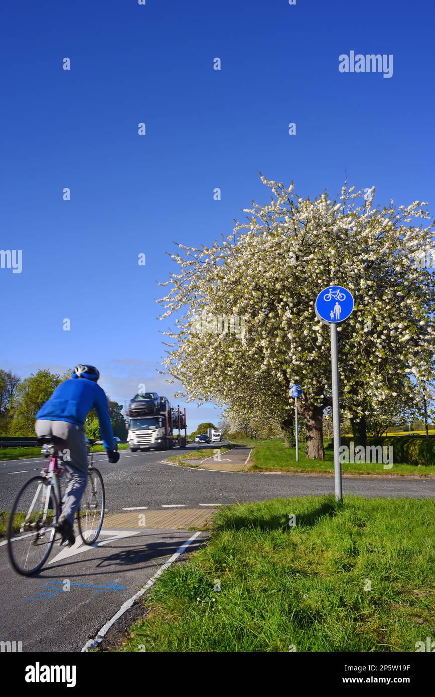 Radfahrer mit Fahrradweg an der Seite von der A64 zweispurigen bezeichneten Kirschblüte Bäume im Frühling York Yorkshire Vereinigtes Königreich Stockfoto