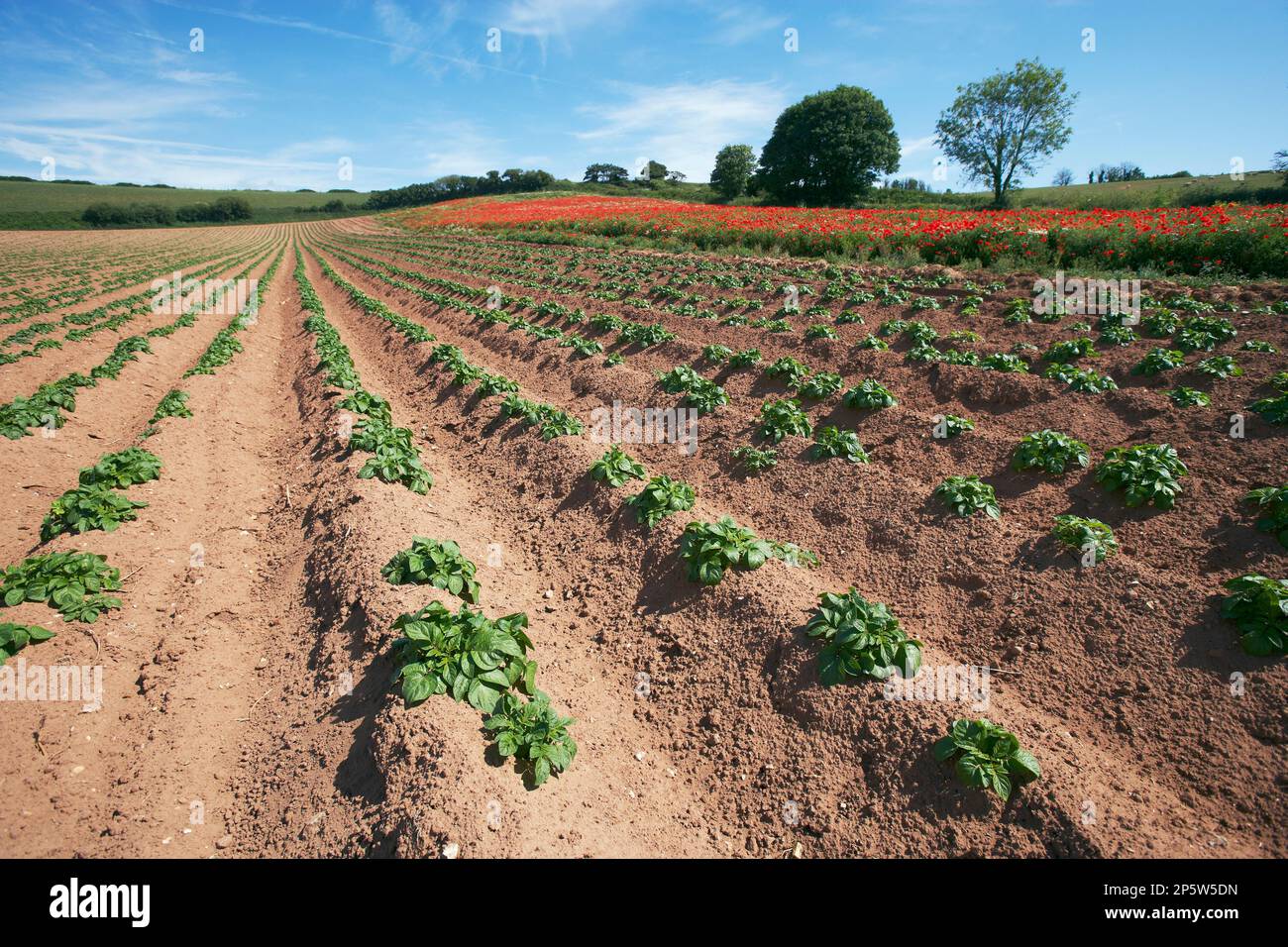 Pflanzkartoffeln wachsen langsam. Landschaftspflege. Wilde Blütenränder mit roten Mohnblumen. Budleigh Salterton Devon May. Stockfoto