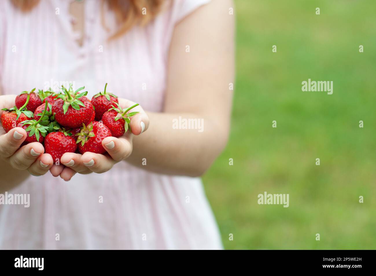 Erdbeerrot, frisch, süß, in den Händen eines Mädchens, einer Person mit Beeren, Erdbeeren ohne Gesicht, ökologisch saubere Beeren, Vitamine, Profi Stockfoto