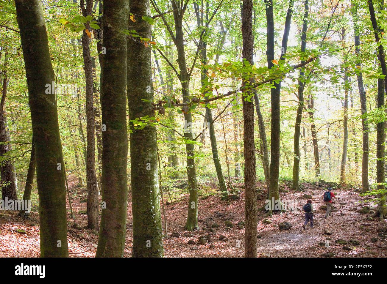 Fageda d ' en Jordà, Naturpark der Garrotxa, Provinz Girona. Katalonien. Spanien Stockfoto